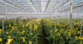 Nursery Insurance Olympia, Aberdeen, Grays Harbor, WA